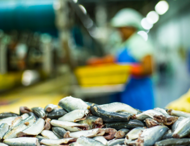 Restos de peixe nunha planta de procesado.