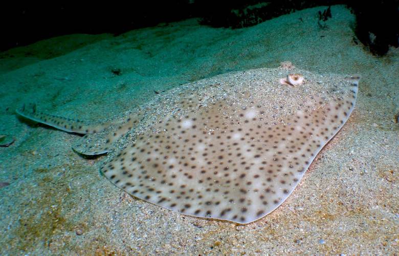 Raia no fondo do mar. Ndp proxento Conectee.