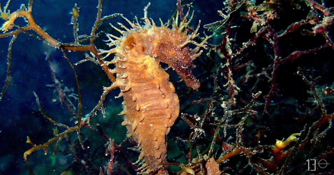 Hippcampus guttulatus agarrado ao fondo.