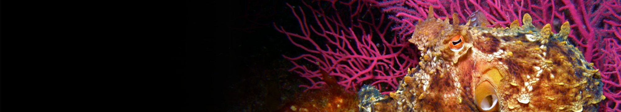 Polbo no fondo do mar