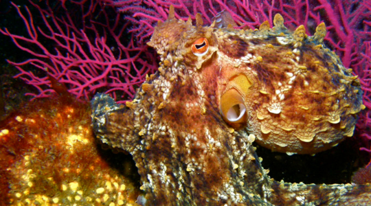 Polbo no fondo do mar