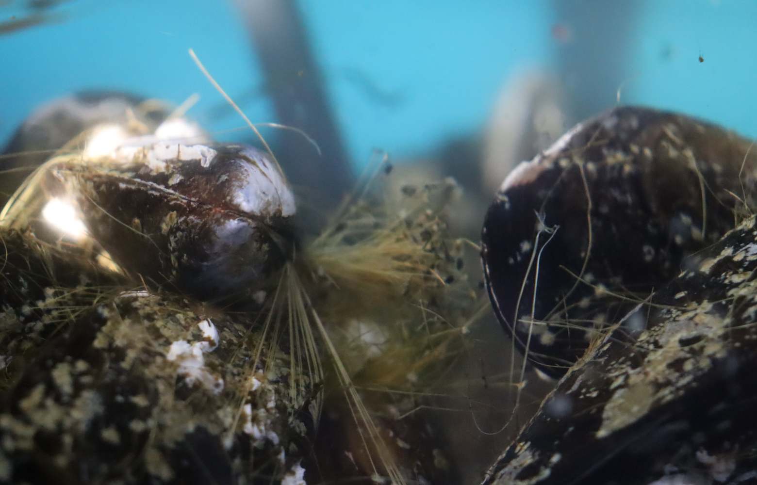 Nota de prensa del IIM que se difunde el 15 de octubre