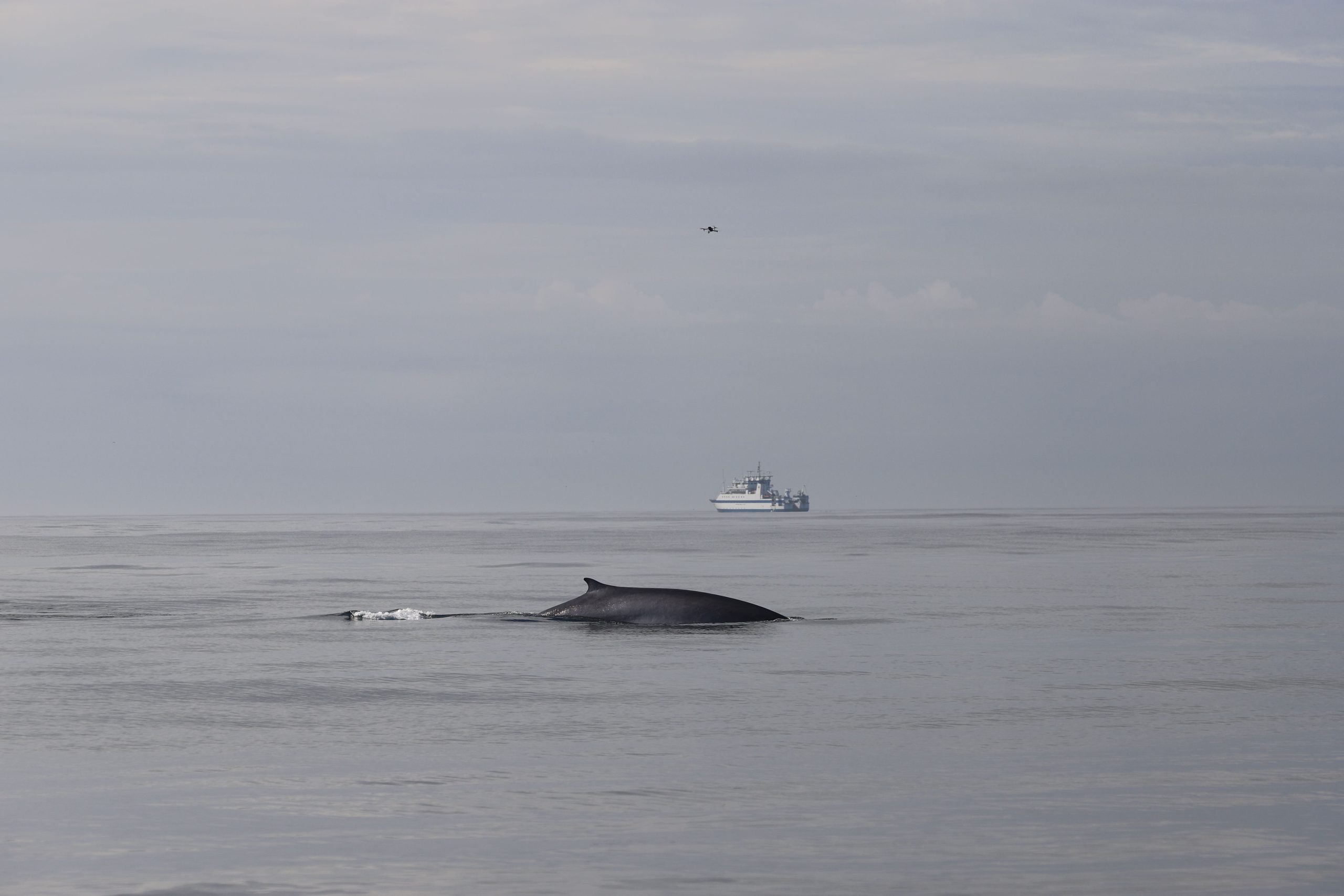 Un rorcual asomando a súa aleta pola superficie da auga.