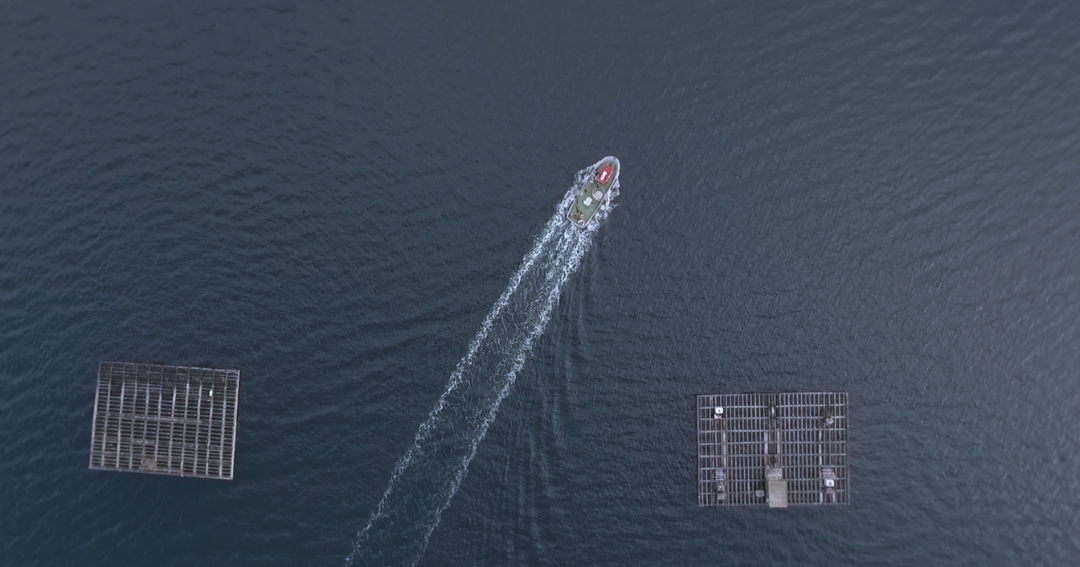 Barco cruzando entre dúas bateas en vista cenital