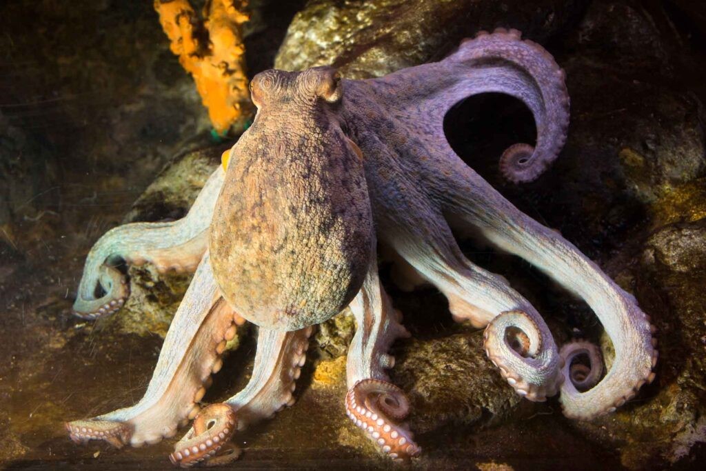 Polbo común (Octopus vulgaris)
