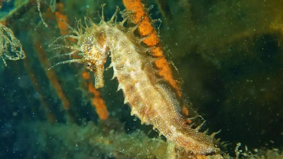 El IIM-CSIC y el Puerto de Vigo avanzan en la creación de refugios para caballitos de mar en A Laxe