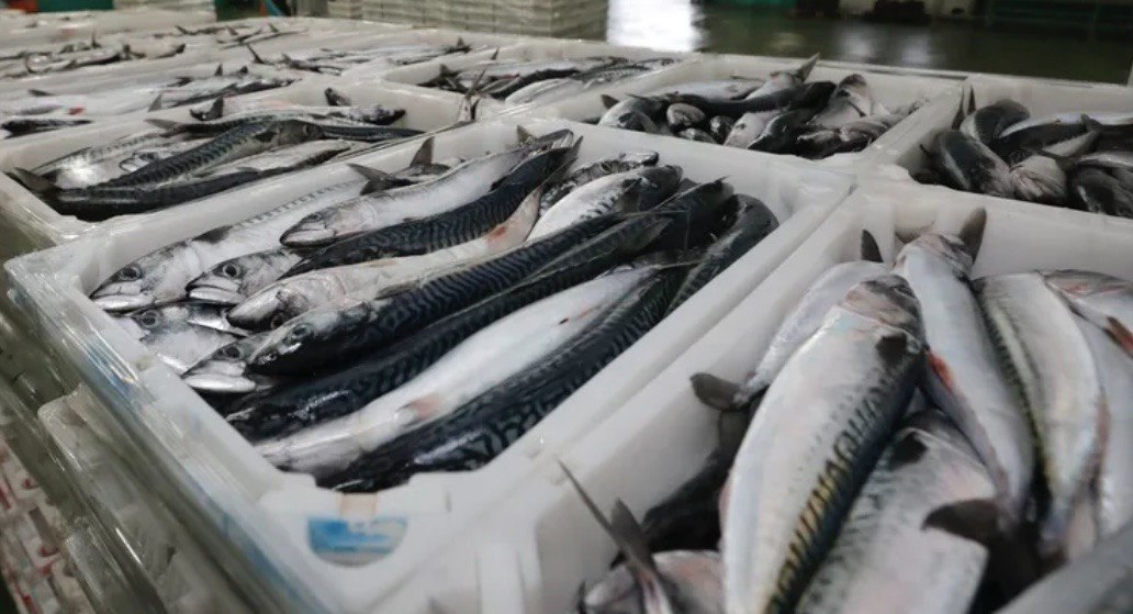 Ciencia y sector pesquero impulsan soluciones innovadoras para la sostenibilidad de la pesca artesanal en Galicia