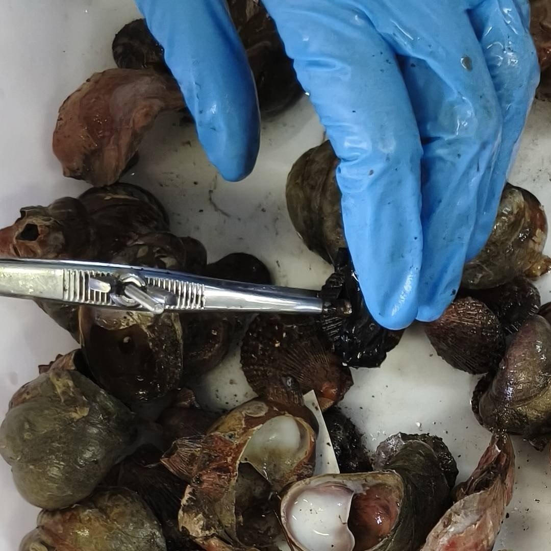 El IIM-CSIC inicia el proyecto ZAMFER para reforzar la conservación y gestión sostenible de la zamburiña en la ría de Ferrol