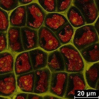El IIM-CSIC colidera una iniciativa internacional para transformar las algas marinas en nuevos alimentos y biomateriales sostenibles