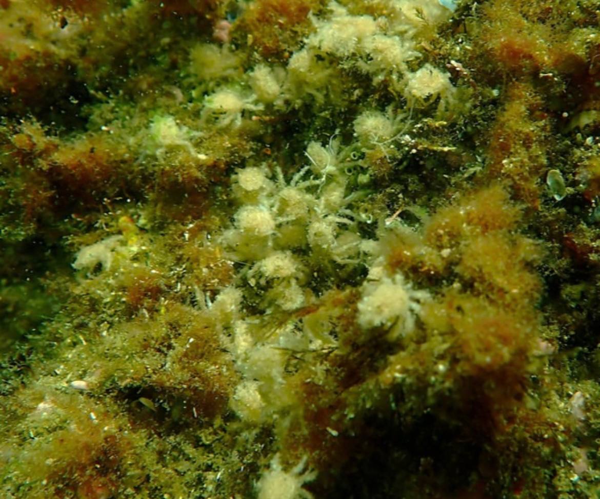 ACUIREGAL, a primeira unidade mixta CSIC-Empresa, avanza cara a unha acuicultura rexenerativa máis sostible desde o IIM-CSIC